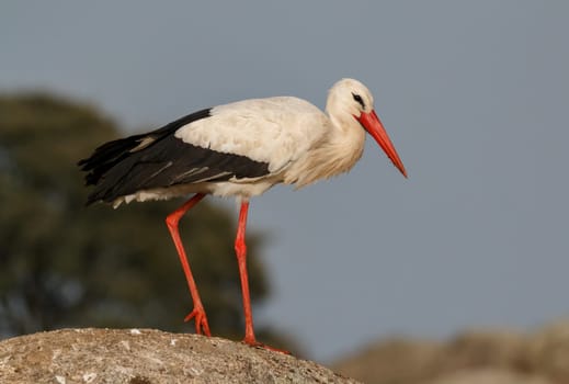 Elegant white stork walking in the field