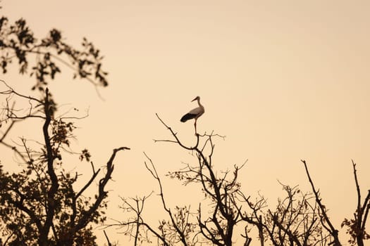 Elegant stork perched on a dead tree with a beautiful yellow sky background