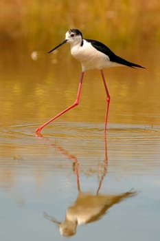 Stilt in a Spanish pond looking for food