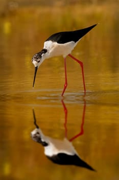 Black-winged in a pond looking for food in Spain