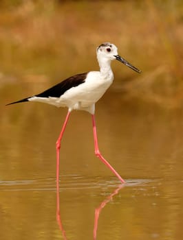 Stilt in a Spanish pond looking for food