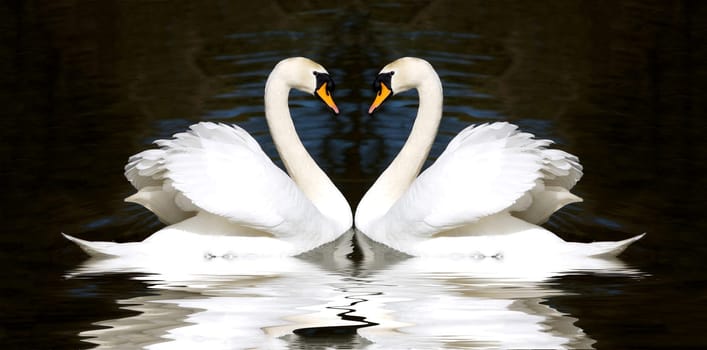 Swans heart. Two pretty white-feathered birds looking at each other