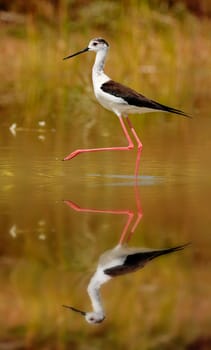 Stilt in a Spanish pond looking for food