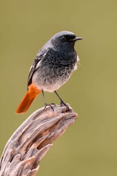 Small bird on a trunk with a green background