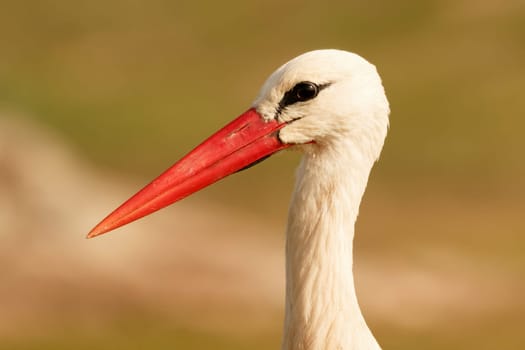 Portrait of a elegant stork on a natural background