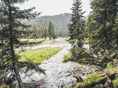 Landscape Nature Mountain Stream Pine Trees Spring Flowers .Mountain river valley landscape. Natural scenery of the mountain stream, pine trees and mountain peaks in Bucegi Romania