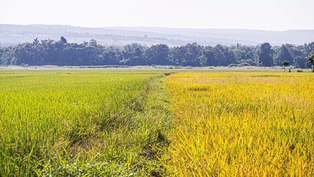 yellow and orange rice fieldsScenic mountains Colorful summer landscape.