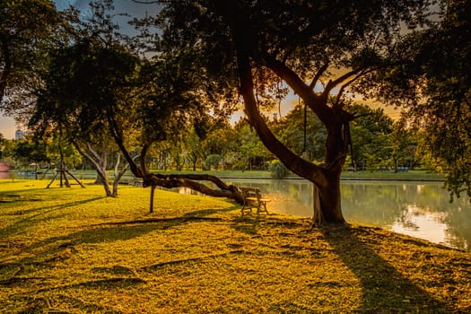 sunlight Summer morning in the park. bench among trees and lake  Chatuchak  public park Bangkok Thailand
