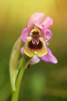 Delicate pink orchid in nature with defocused background