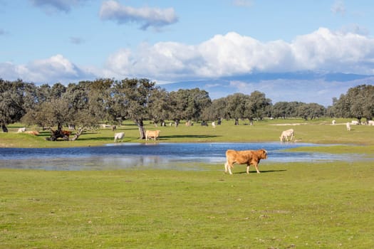 Cows near a lake in sunlight and large mountains covered with beautiful clouds