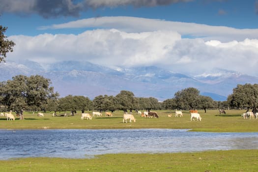 Cows near a lake in sunlight and large mountains covered with beautiful clouds