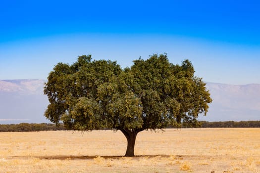 Tree in the dry field. The pasture during the summer in the center of Spain