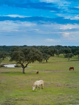 Nice free horse in the pastures of Spain