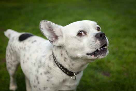 Funny bulldog white and black on the grass looking at camera