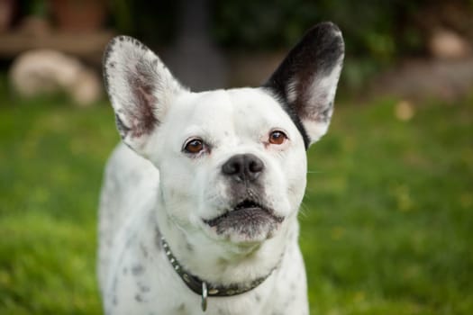 Funny bulldog white and black on the grass looking at camera