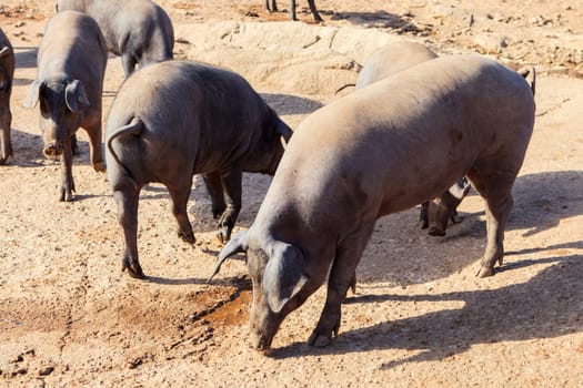 Adult Iberian pigs going out from the farm to graze