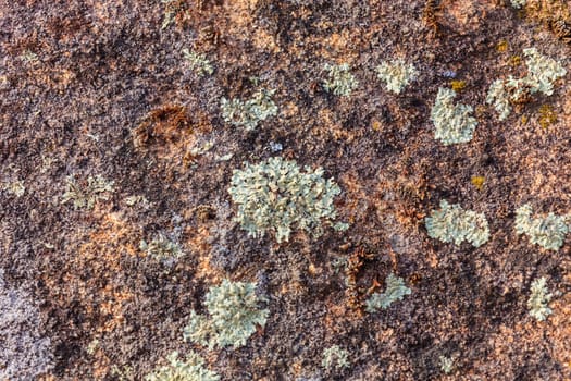 Background textures. Stone texture close-up with colorful spots and lichens