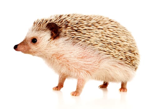 Nice pet. Brown hedgehog isolated on white background.
