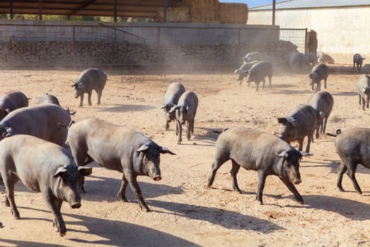 Adult Iberian pigs going out from the farm to graze