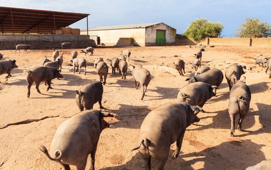 Adult Iberian pigs going out from the farm to graze