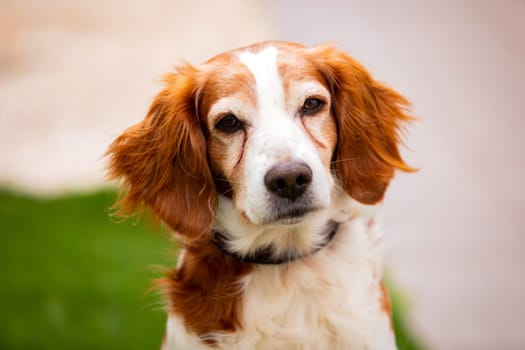 Beautiful portrait of a white and brown dog outside