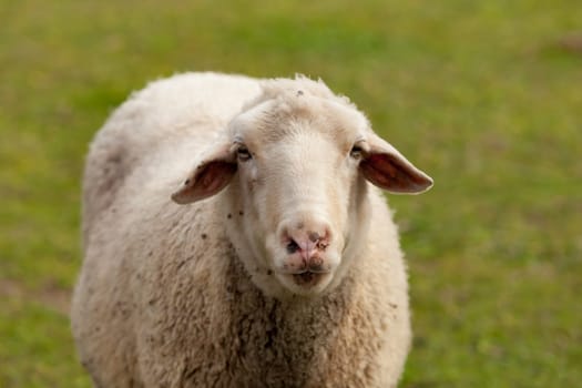 Nice sheep grazing in the meadow with green grass
