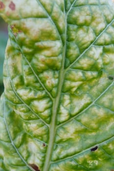 Wrinkled leaves of tobacco in the plant