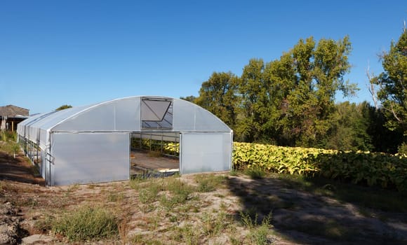 Plantation of tobacco close to a greenhouse