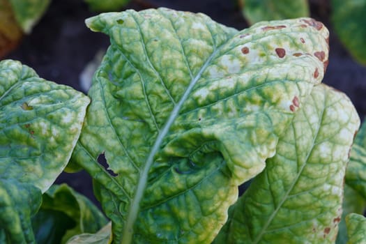 Wrinkled leaves of tobacco in the plant