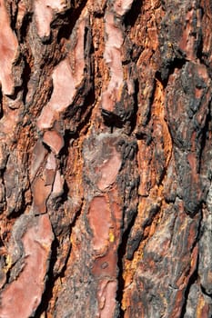 Bark of Pine Tree Close Up for background