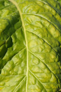 Wrinkled leaves of tobacco in the plant