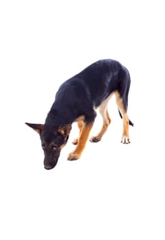 Young German Shepherd dog isolated on white background