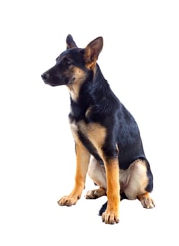 Young German Shepherd dog isolated on white background