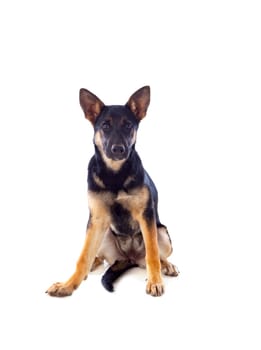 Young German Shepherd dog isolated on white background