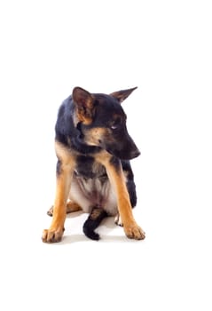 Young German Shepherd dog isolated on white background