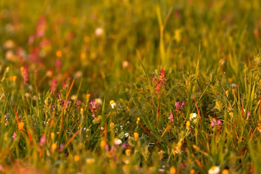 Wild herbs in spring with small flowers