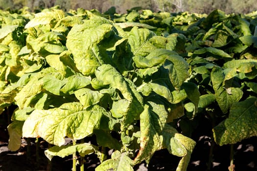 Wrinkled leaves of tobacco in the plant