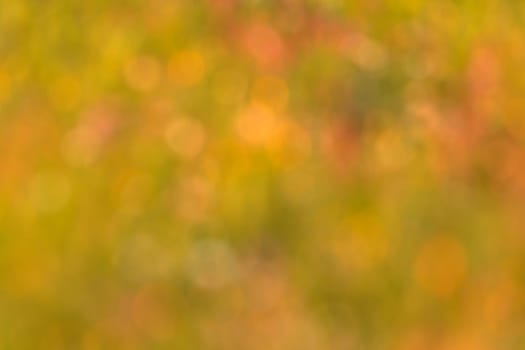 Blur background of grass for use as wallpaper