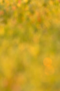 Blur background of grass for use as wallpaper