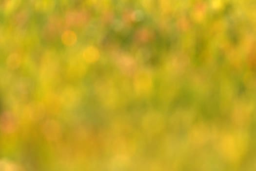 Blur background of grass for use as wallpaper