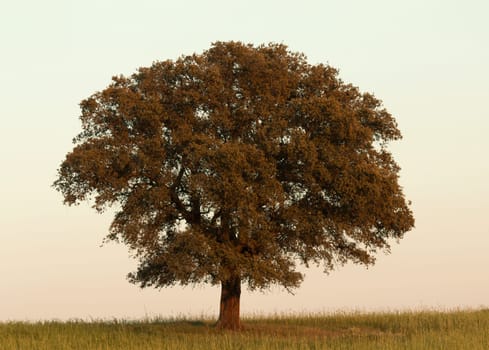 Lonely holm oak rounded of fog in Extremadura