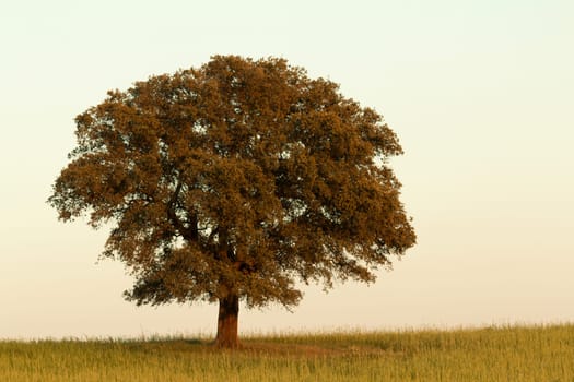 Lonely holm oak rounded of fog in Extremadura