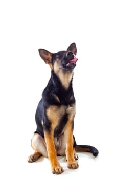 Young German Shepherd dog isolated on white background