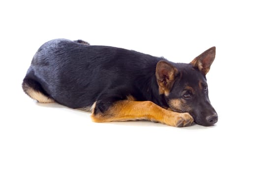 Young German Shepherd dog isolated on white background