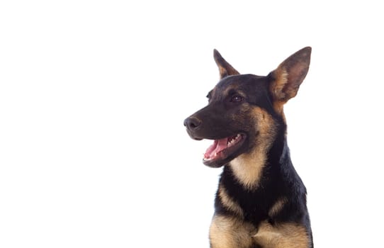 Young German Shepherd dog isolated on white background