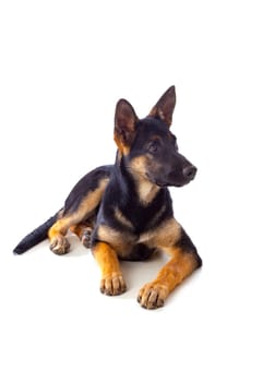 Young German Shepherd dog isolated on white background