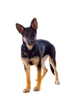 Young German Shepherd dog isolated on white background
