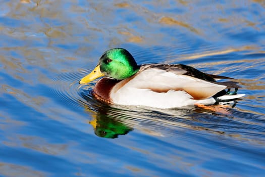 Beautiful duck swimming in a river