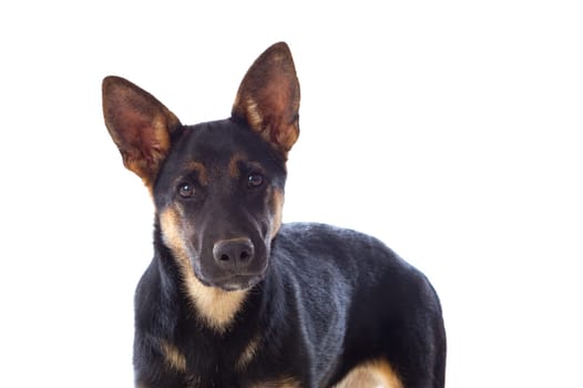 Young German Shepherd dog isolated on white background