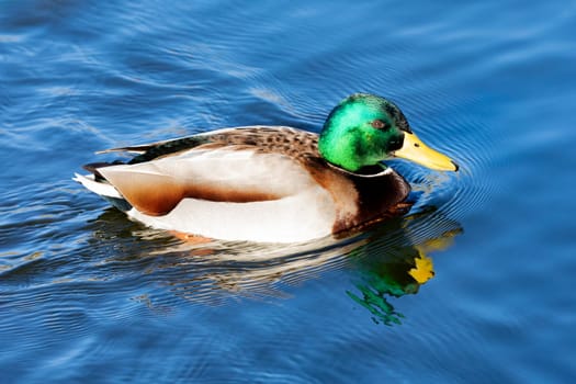 Beautiful duck swimming in a river
